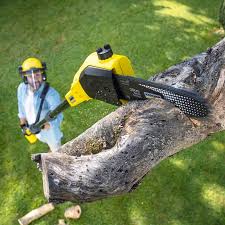 Best Lawn Seeding Services  in USA