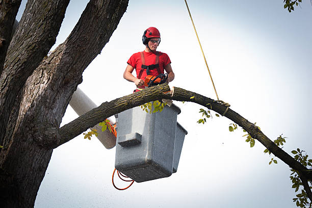 Best Tree Removal Service  in USA